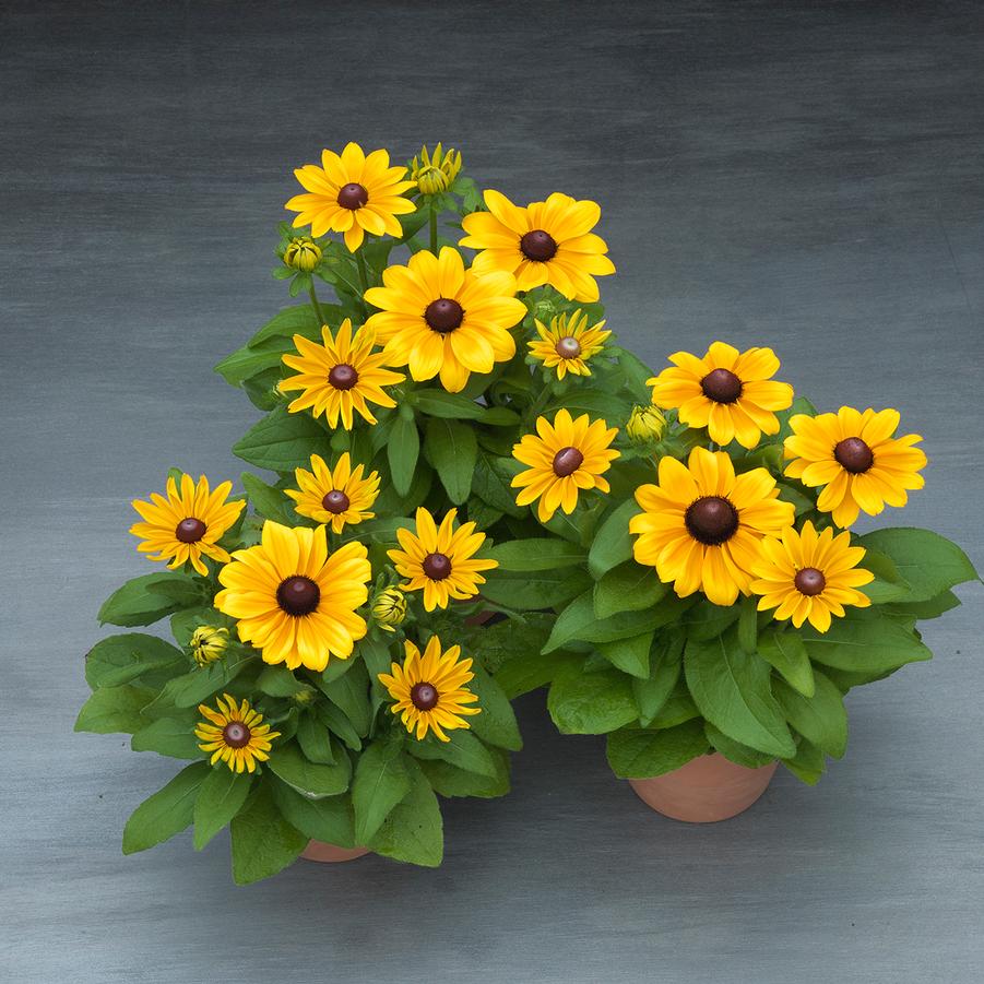Rudbeckia hirta Claire