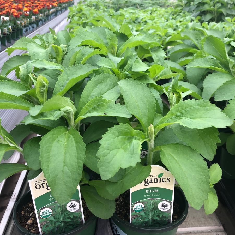 Stevia rebaudiana 