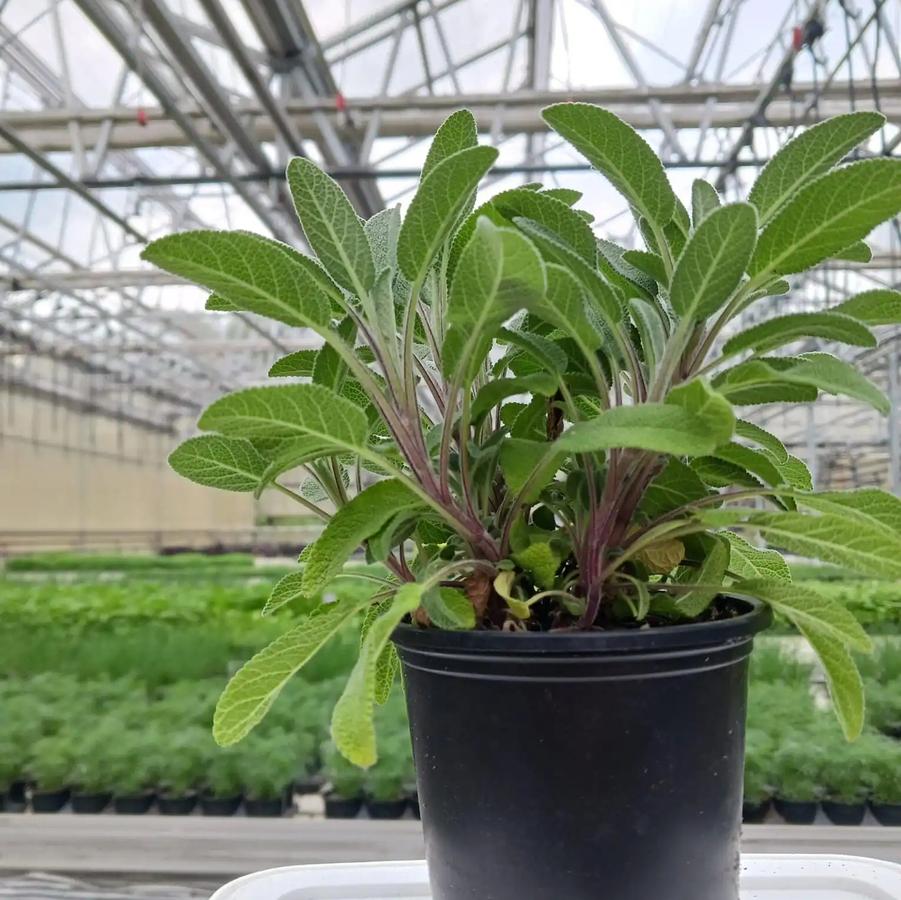 Salvia officinalis Grower's Friend