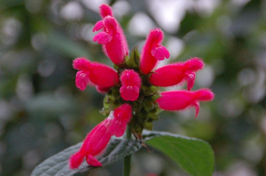 Salvia oxyphora ..