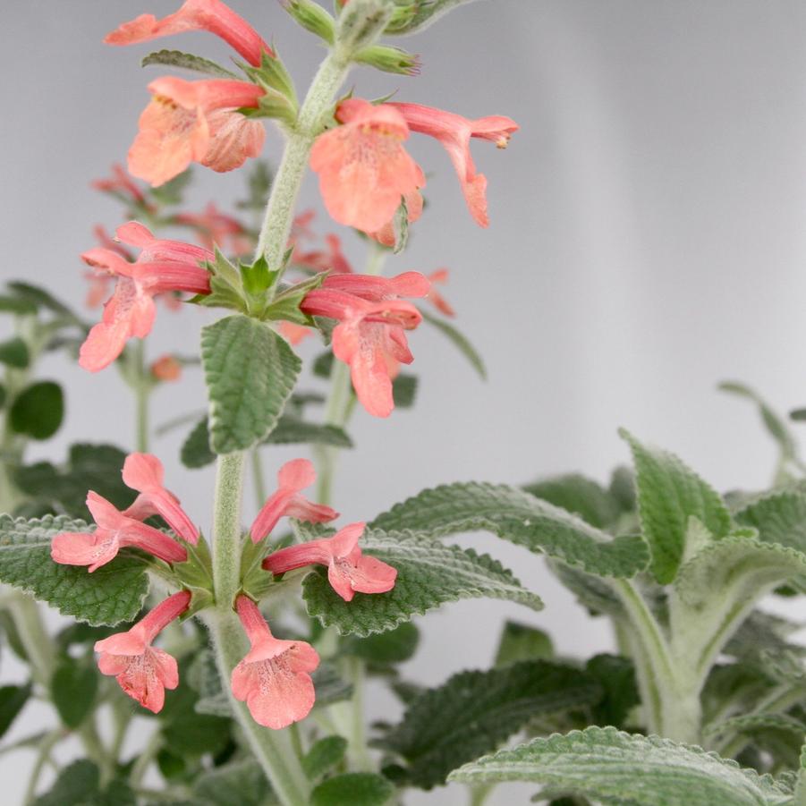 Stachys albotomentosa 