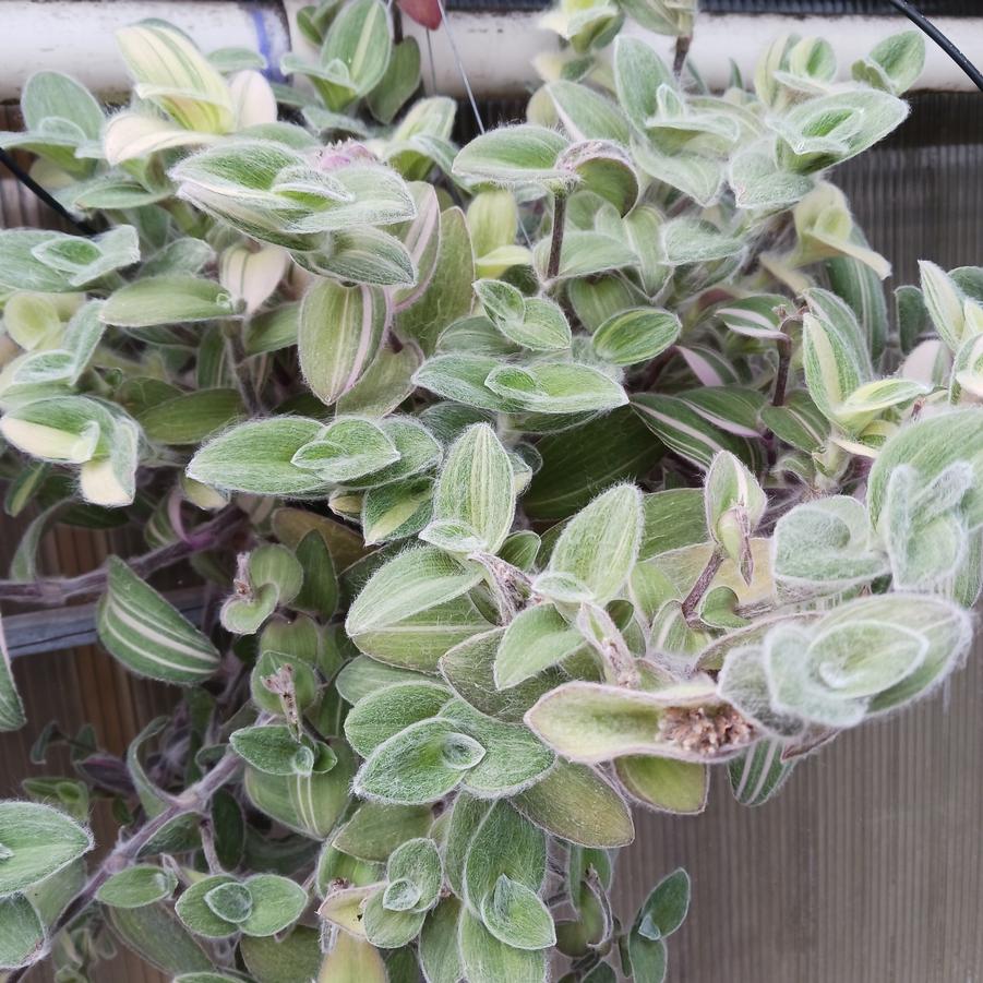 Tradescantia sillamontana Variegated