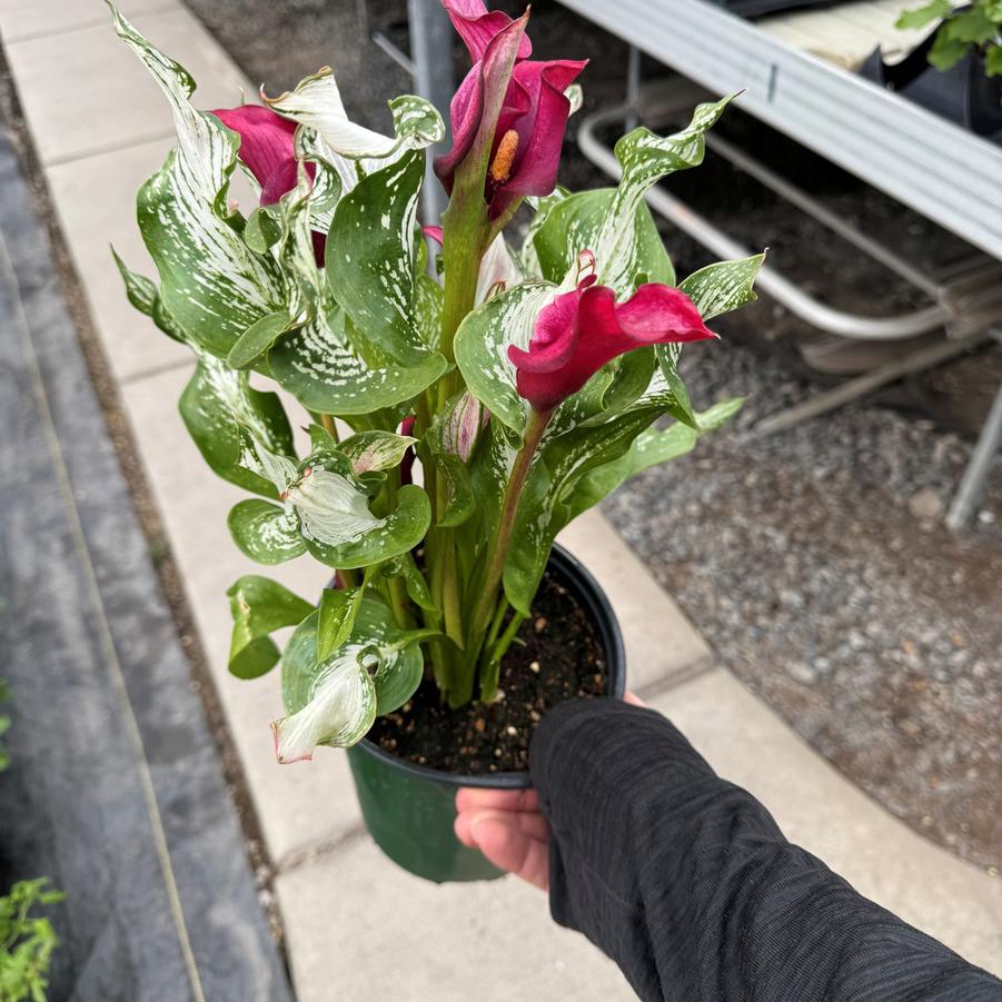 Zantedeschia aethiopica Frozen Queen