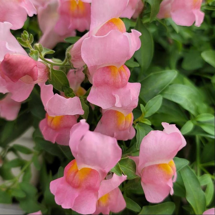 Antirrhinum majus nanum pendula Candy Showers Pink