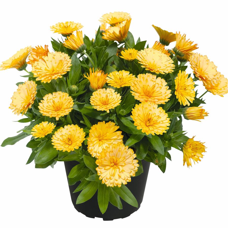 Calendula Power Daisy Buttermilk