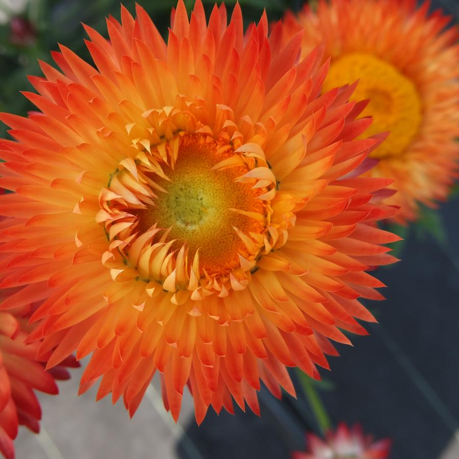Bracteantha bracteata Granvia Orange Flame