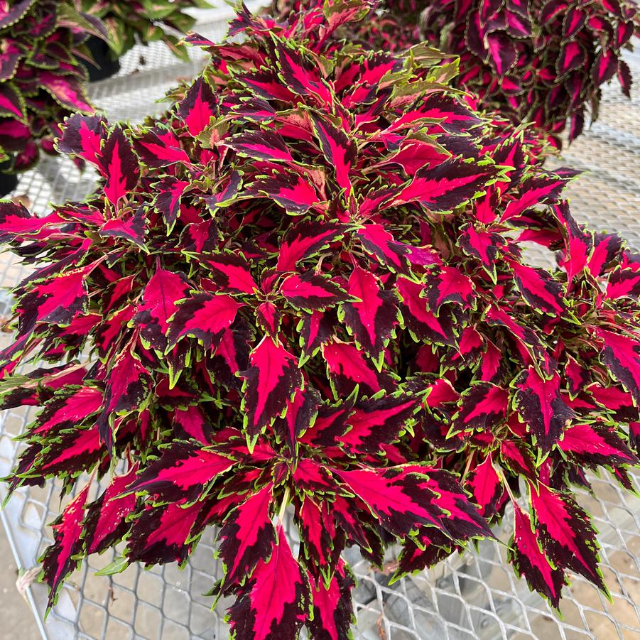 Coleus Flexi&trade; Original