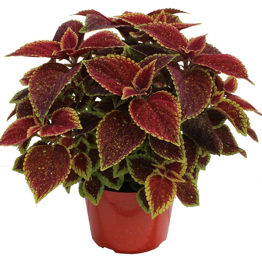 Coleus scutellarioides TerraScape™ Sangria Splash
