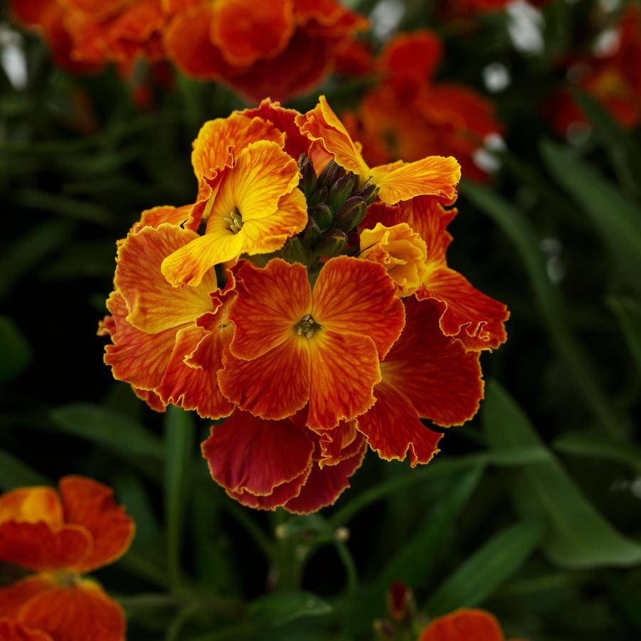 Erysimum linifolium Erysistible&trade; Fire