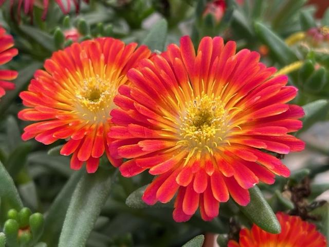 Delosperma cooperi Next Level Red