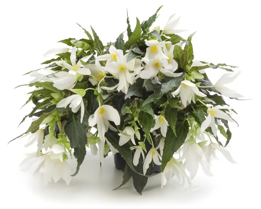 Begonia boliviensis Waterfalls&reg; Encanto White