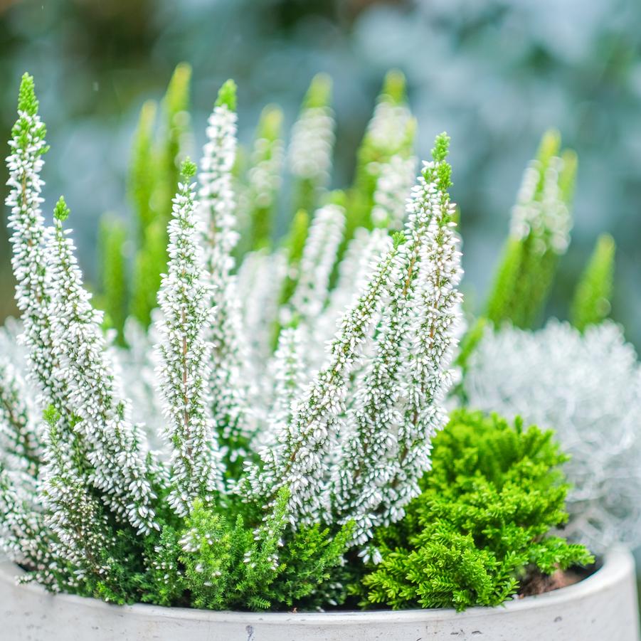 Calluna vulgaris Beauty Ladies® White