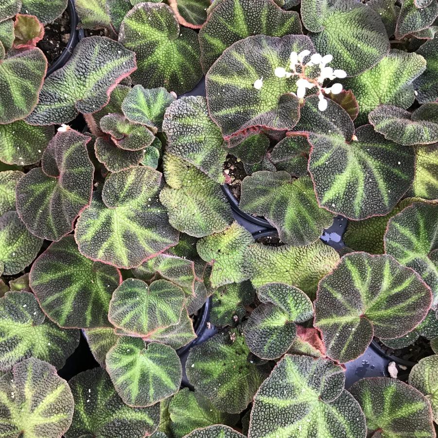 Begonia Soli Mutata