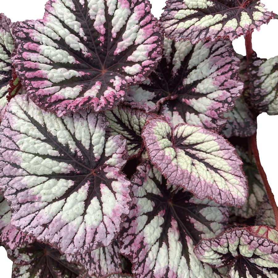 Begonia Spirit of Flores