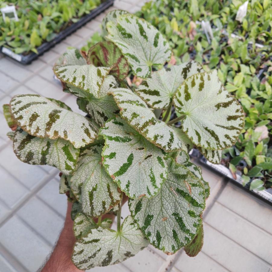Begonia Spirit of Andaman