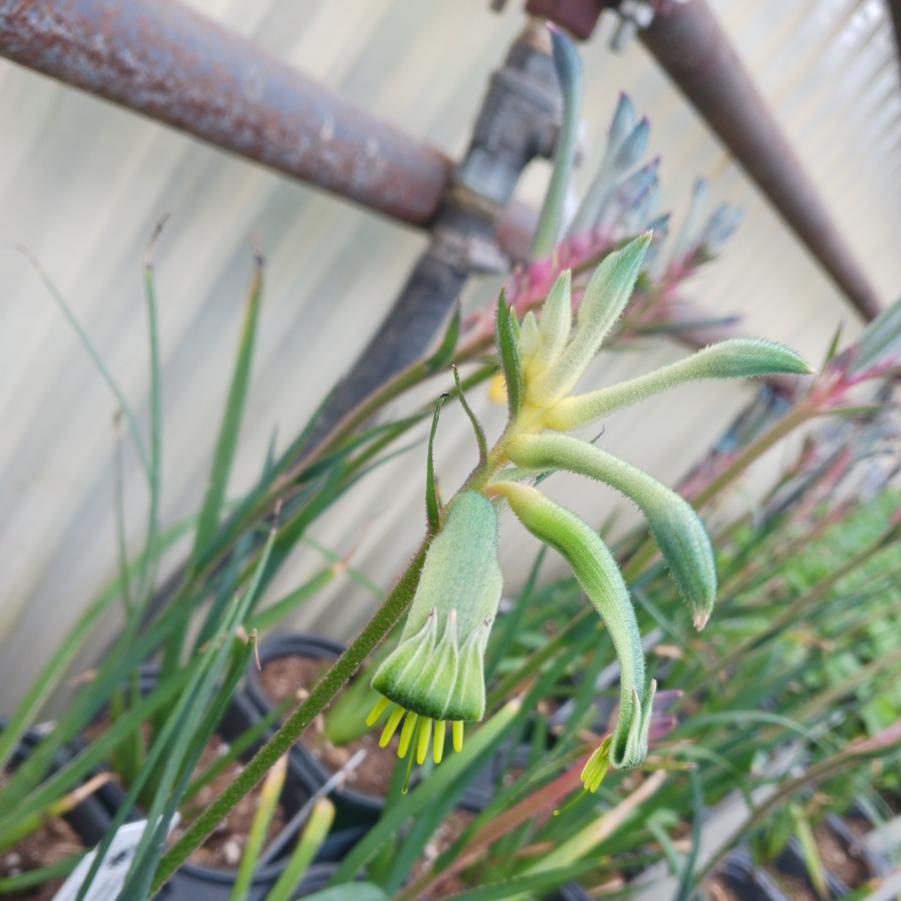 Anigozanthos Celebrations™ Aussie Spirit