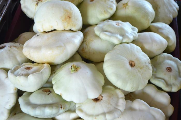 Cucurbita pepo Pattypan