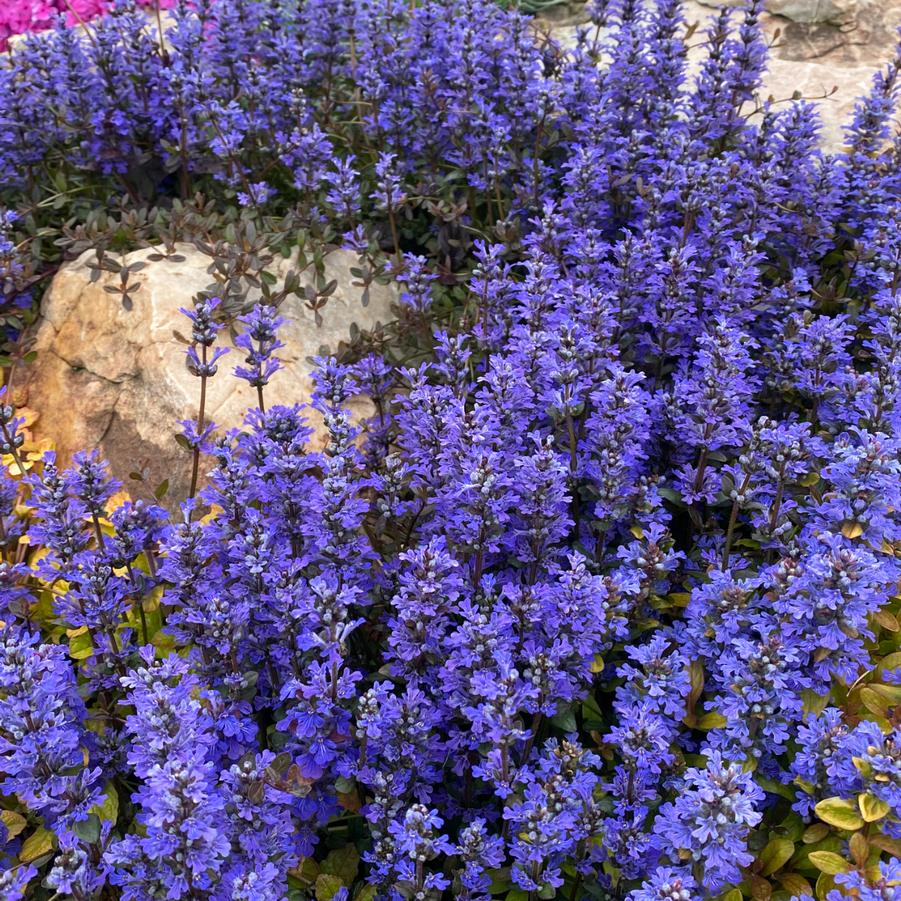 Ajuga Feathered Friends&trade; Noble Nightingale