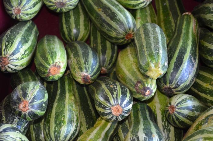 Cucurbita pepo Baby Bush