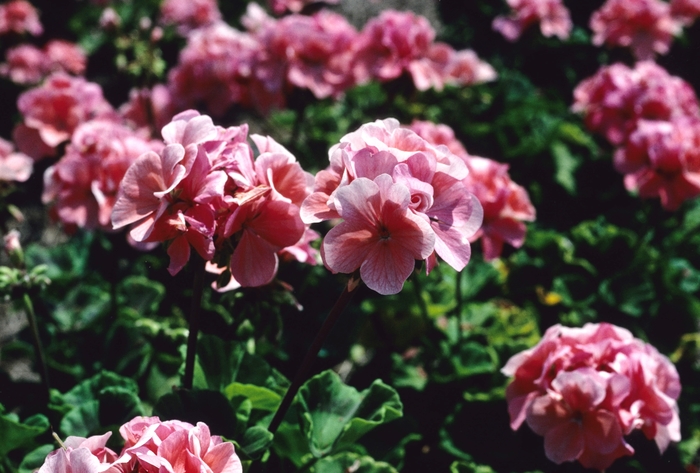 Pelargonium x hortorum Salmon