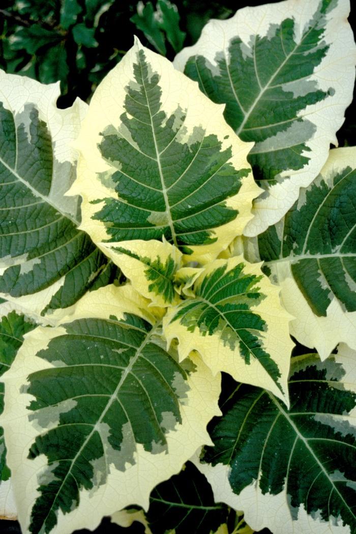 Brugmansia x cubensis Snowbank