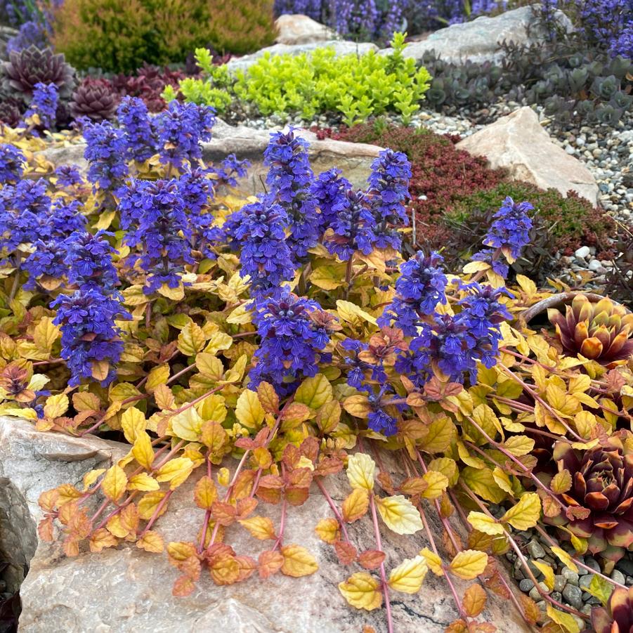 Ajuga Feathered Friends&trade; Parrot Paradise