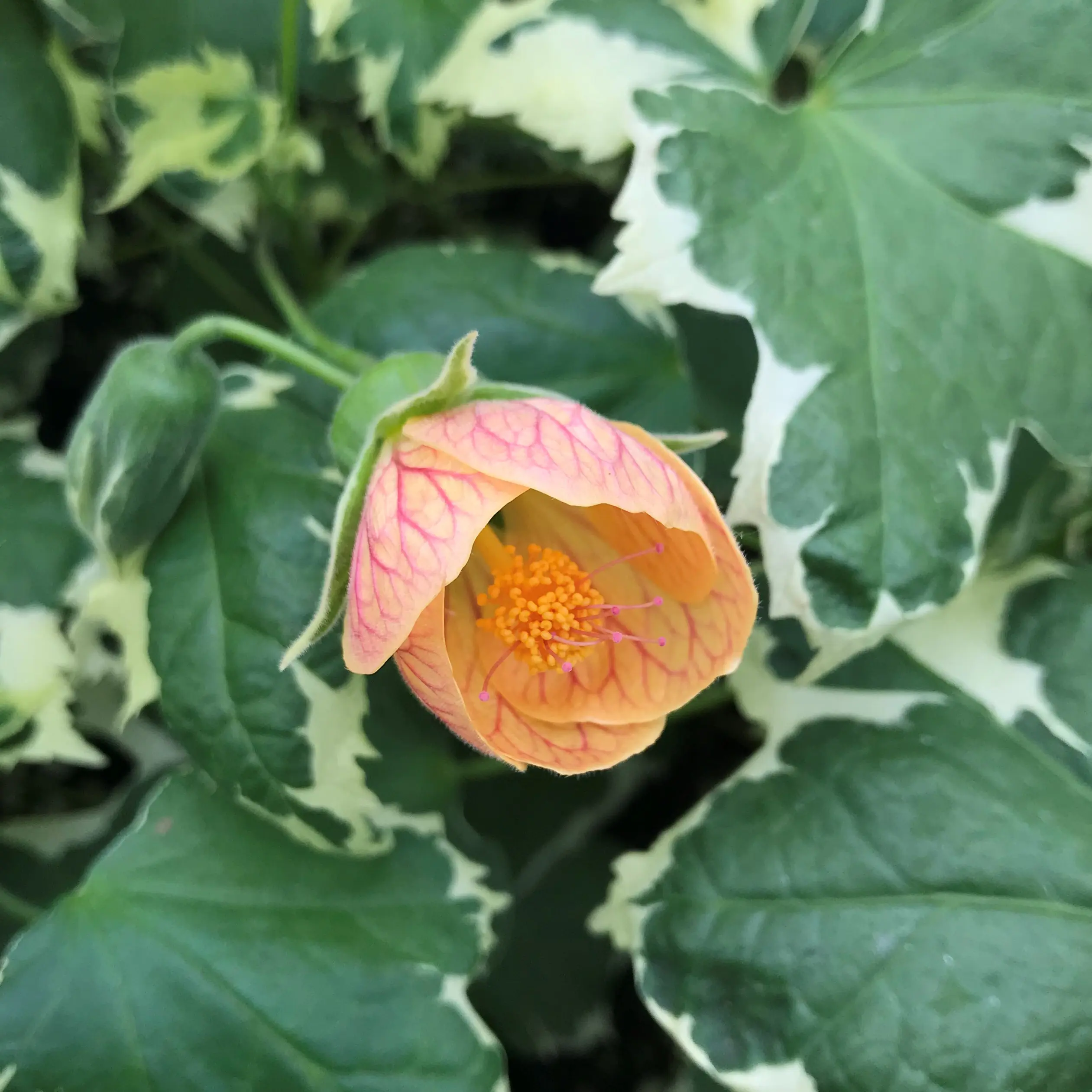 Abutilon Savitzii