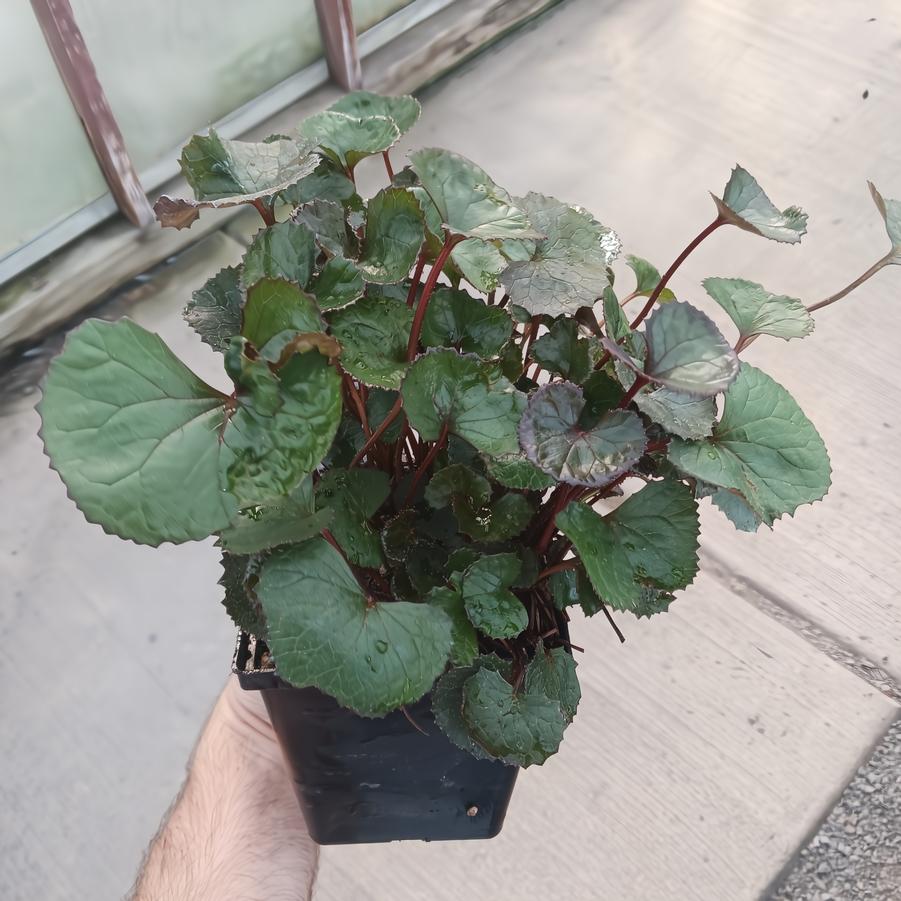 Ligularia dentata Pandora