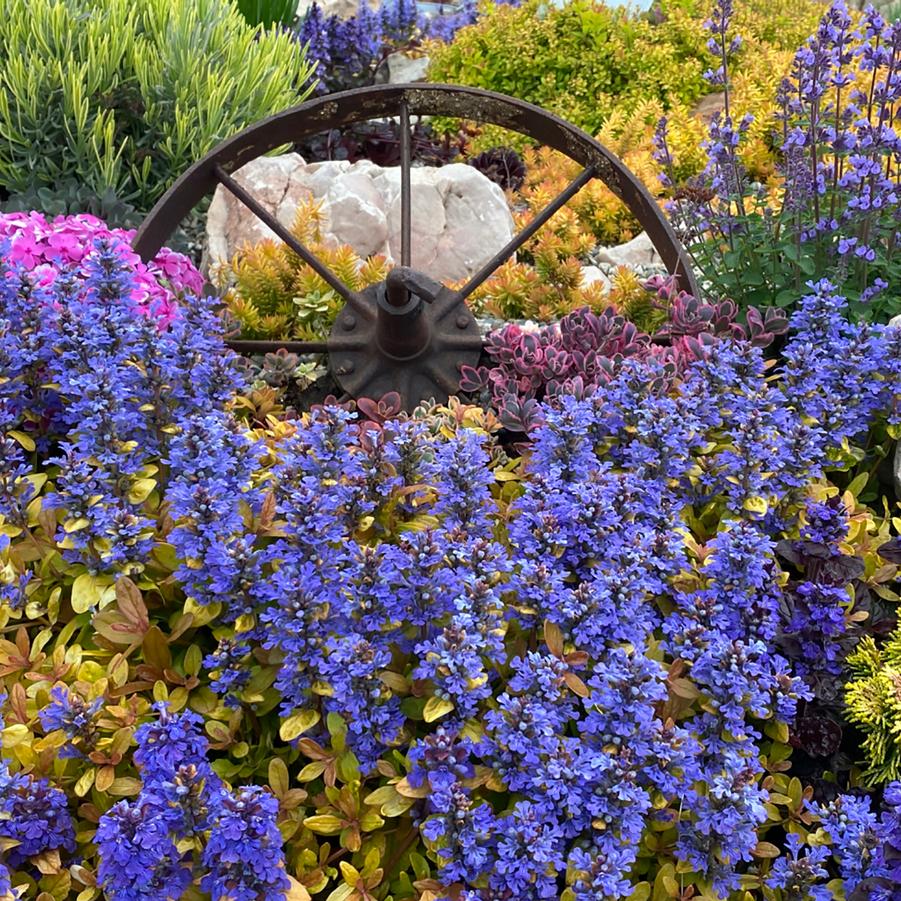 Ajuga Feathered Friends&trade; Petite Parakeet