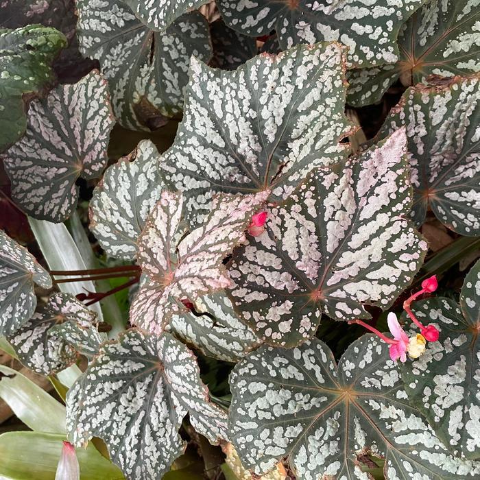 Begonia Lunar Lights&trade; Little Moon