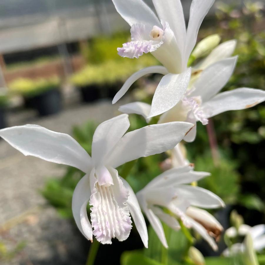 Bletilla striata Innocence
