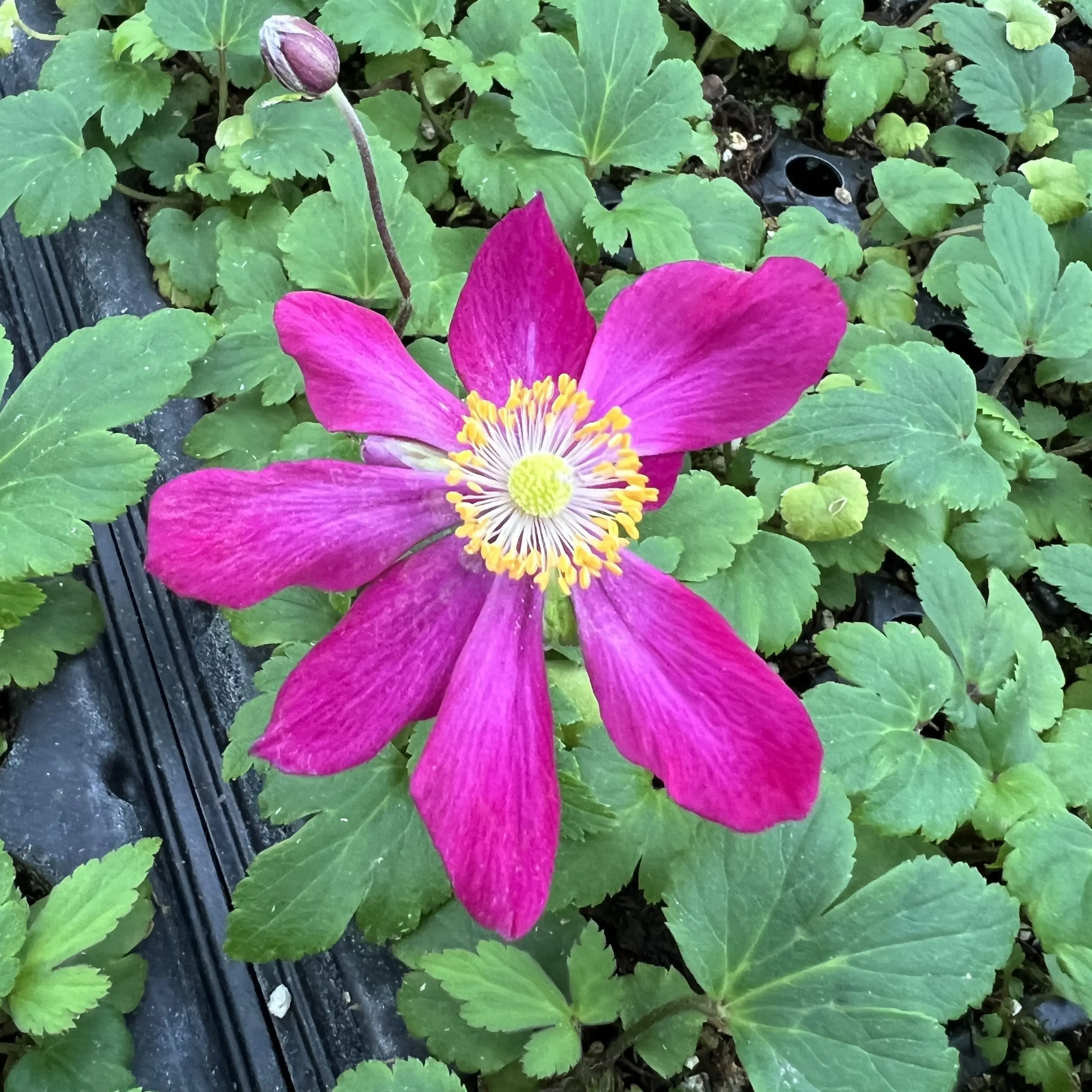 Anemone Fantasy Ariel