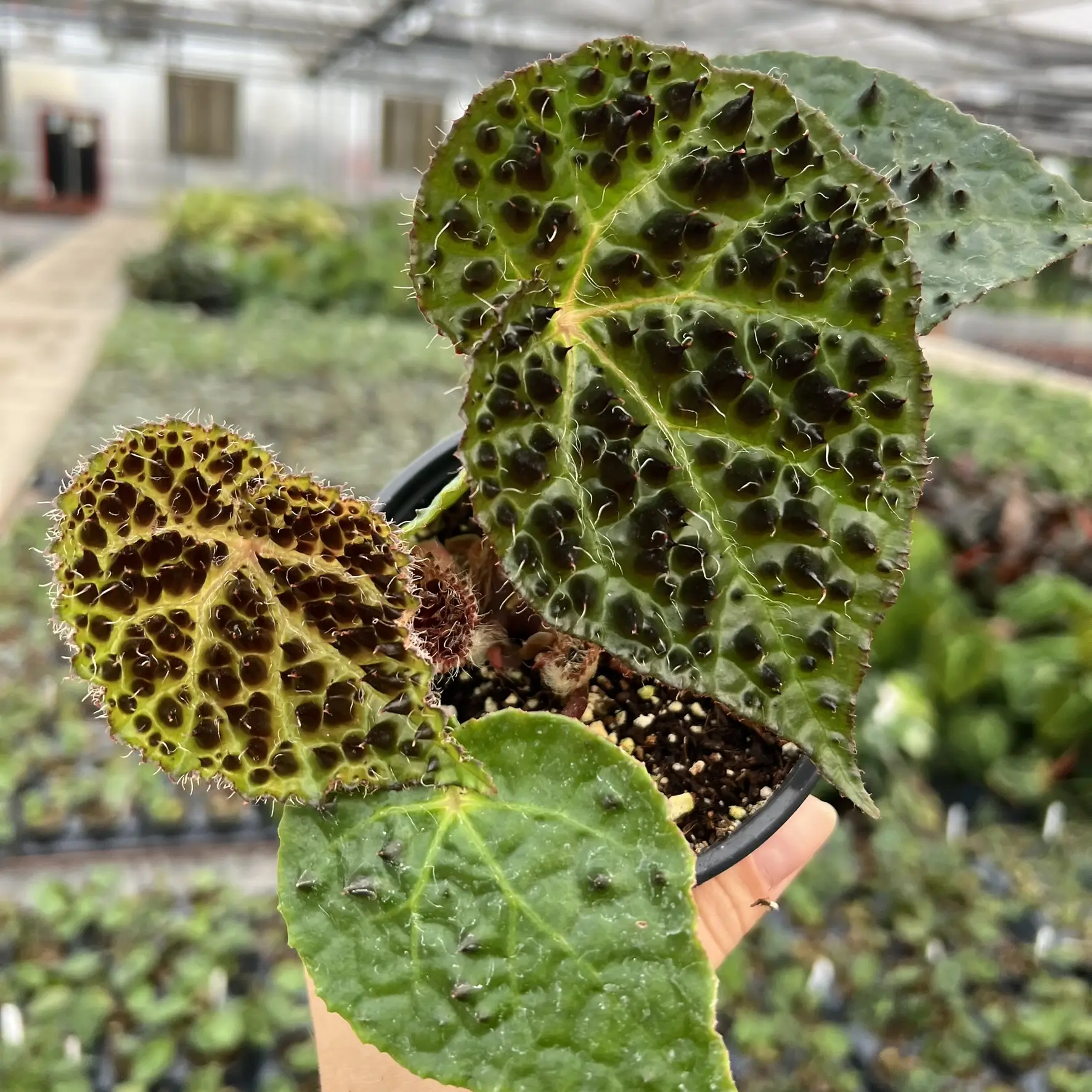 Begonia ferox