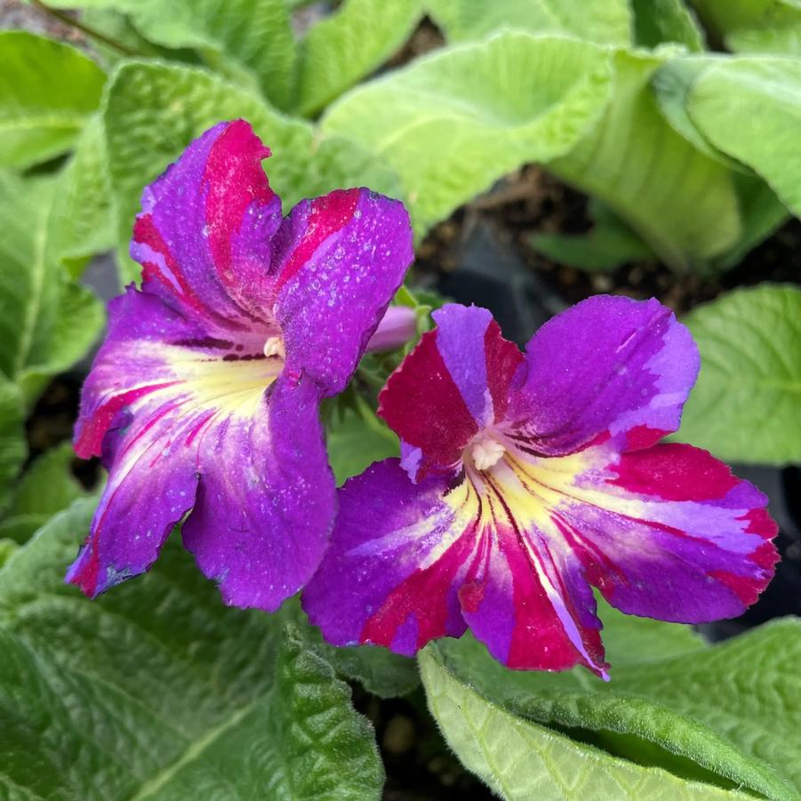 Streptocarpus Spin Art