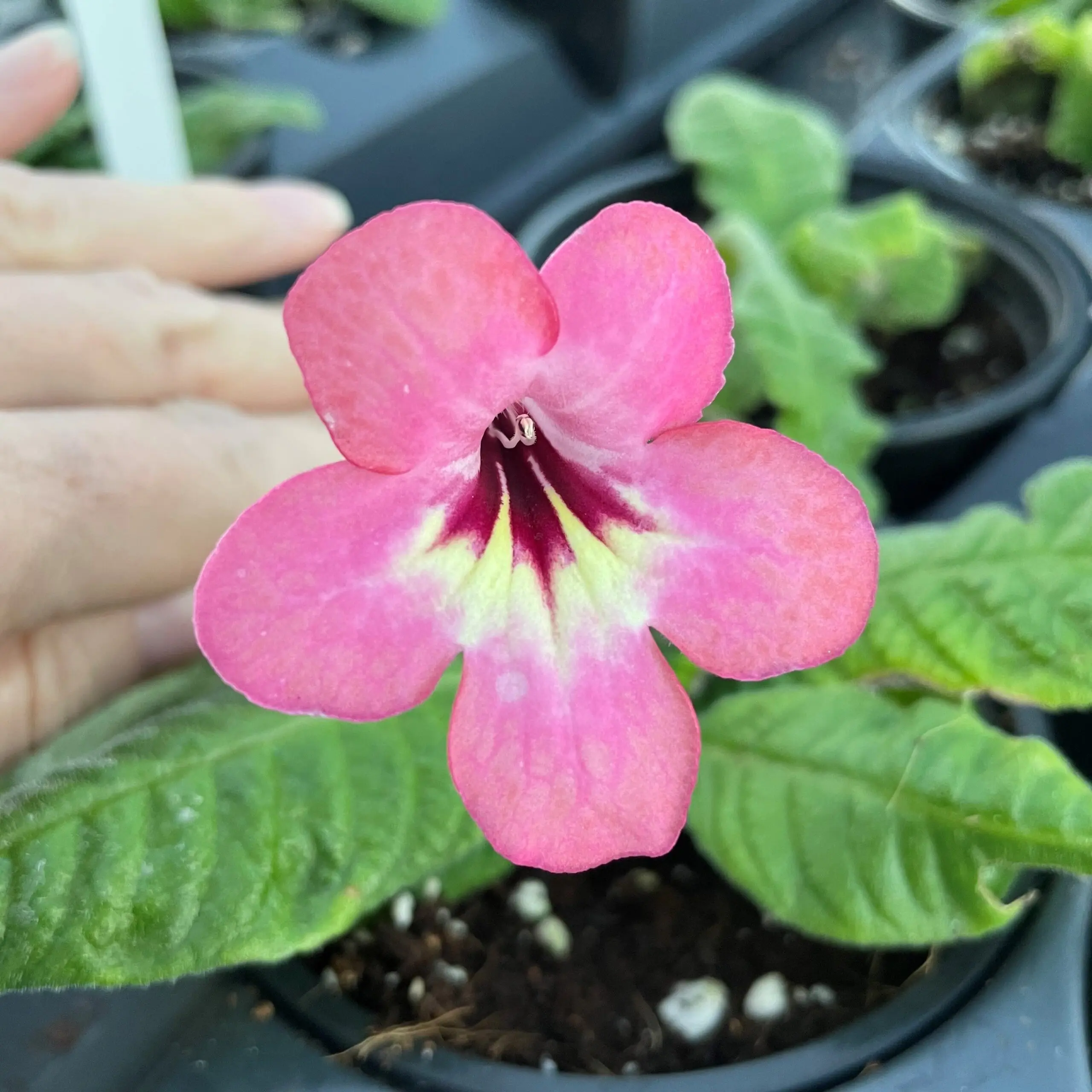 Streptocarpus Salmon Sunset