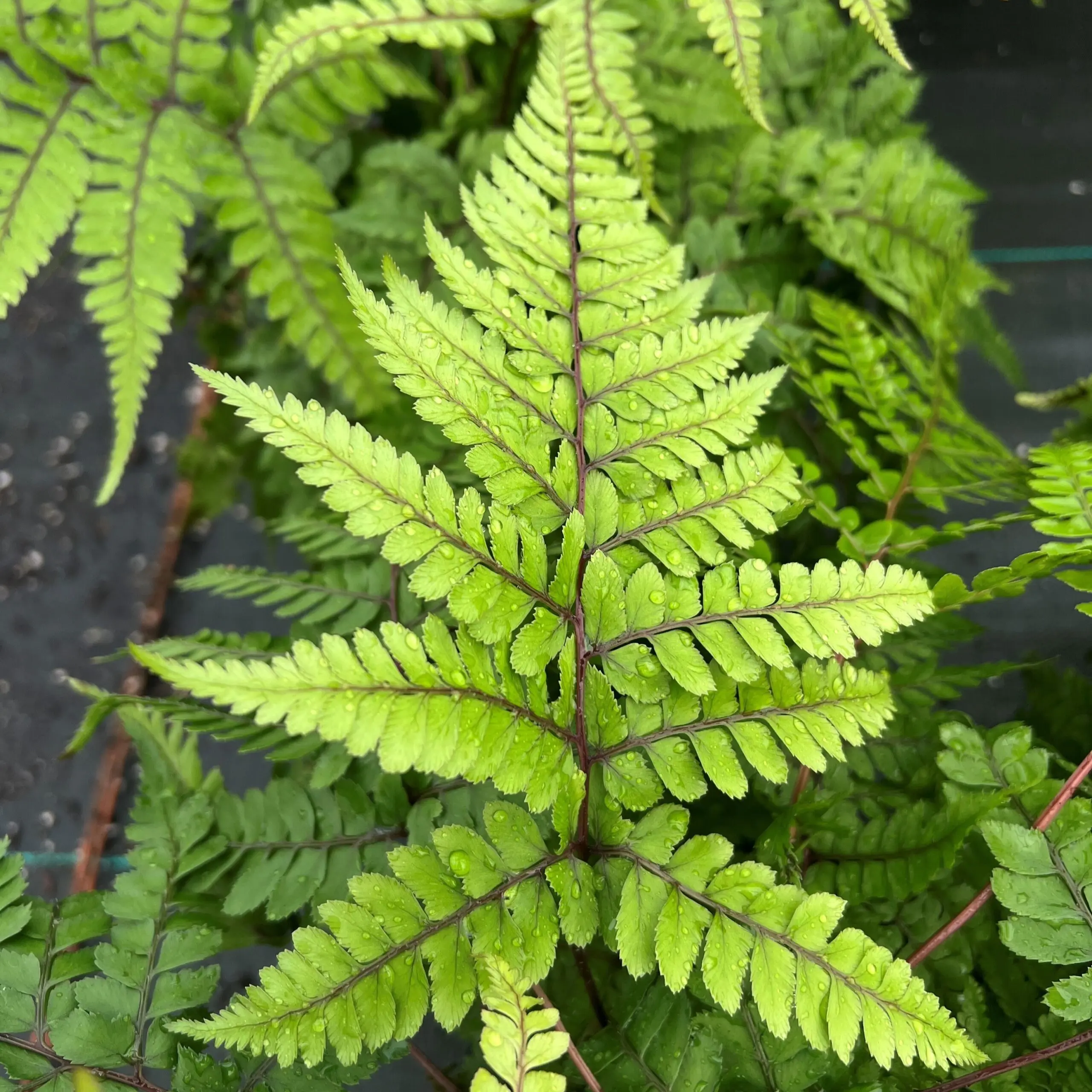 Athyrium otophorum Okanum