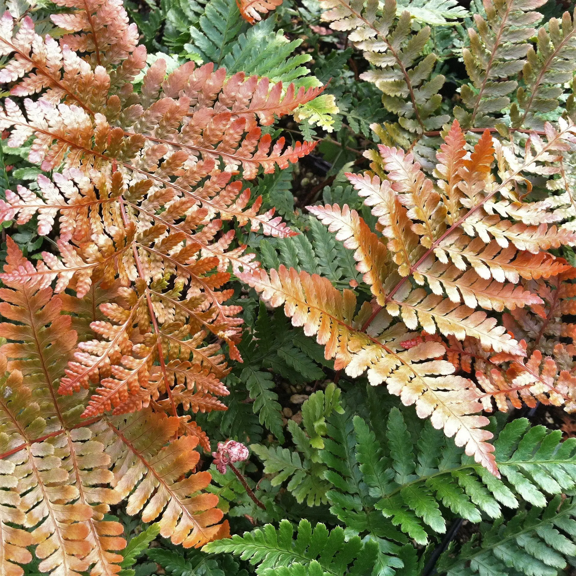 Dryopteris erythrosora Brilliance