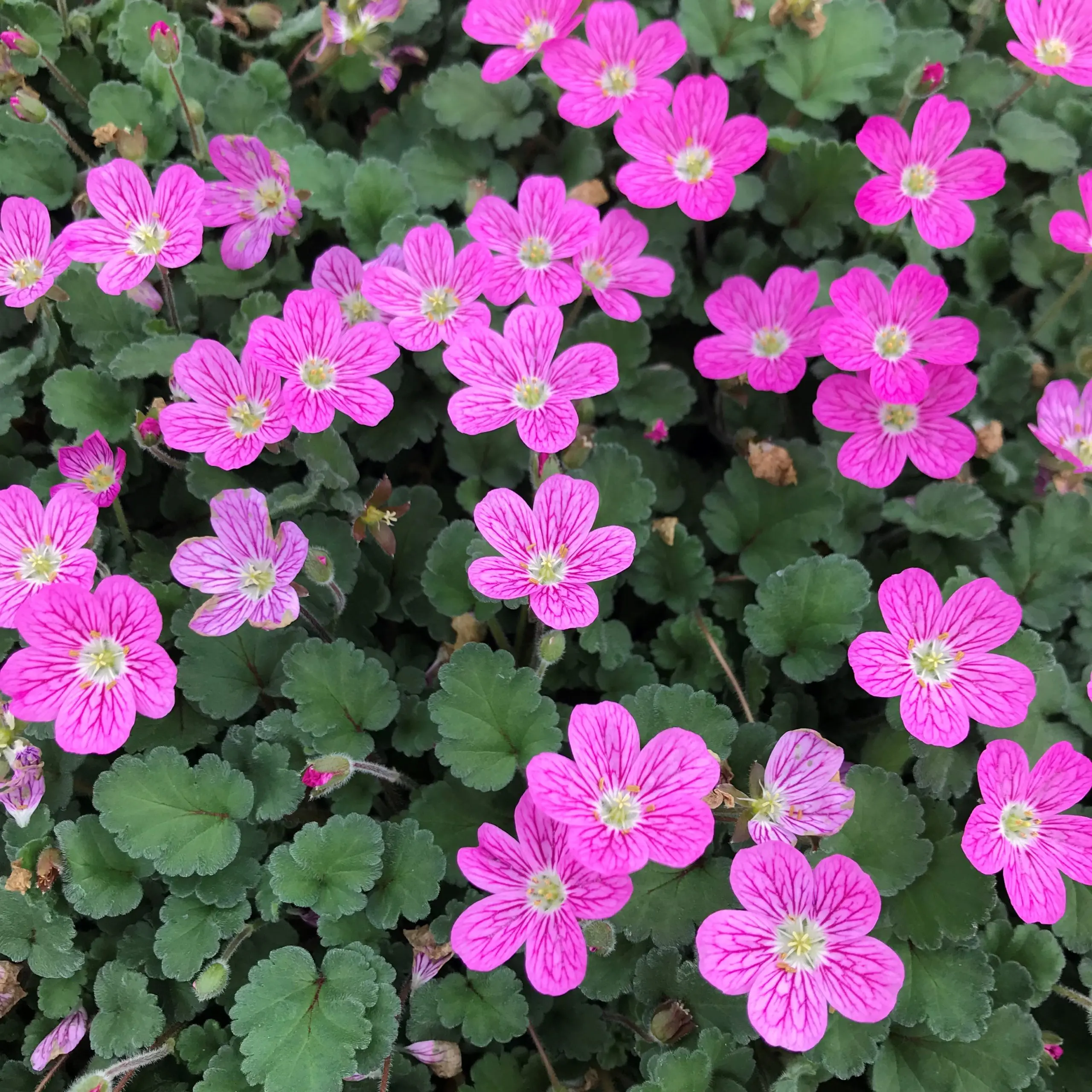 Erodium reichardii Bishop's Form