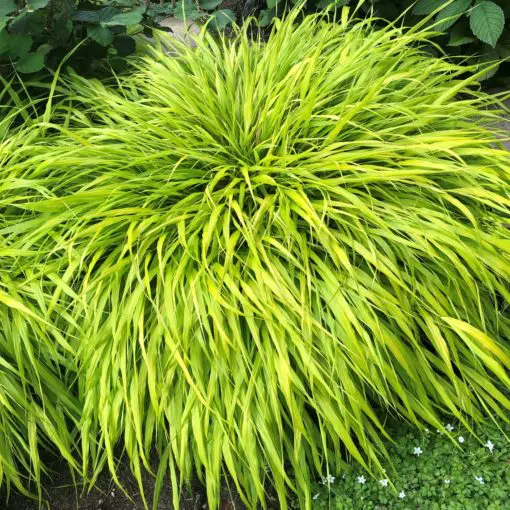 Hakonechloa macra All Gold