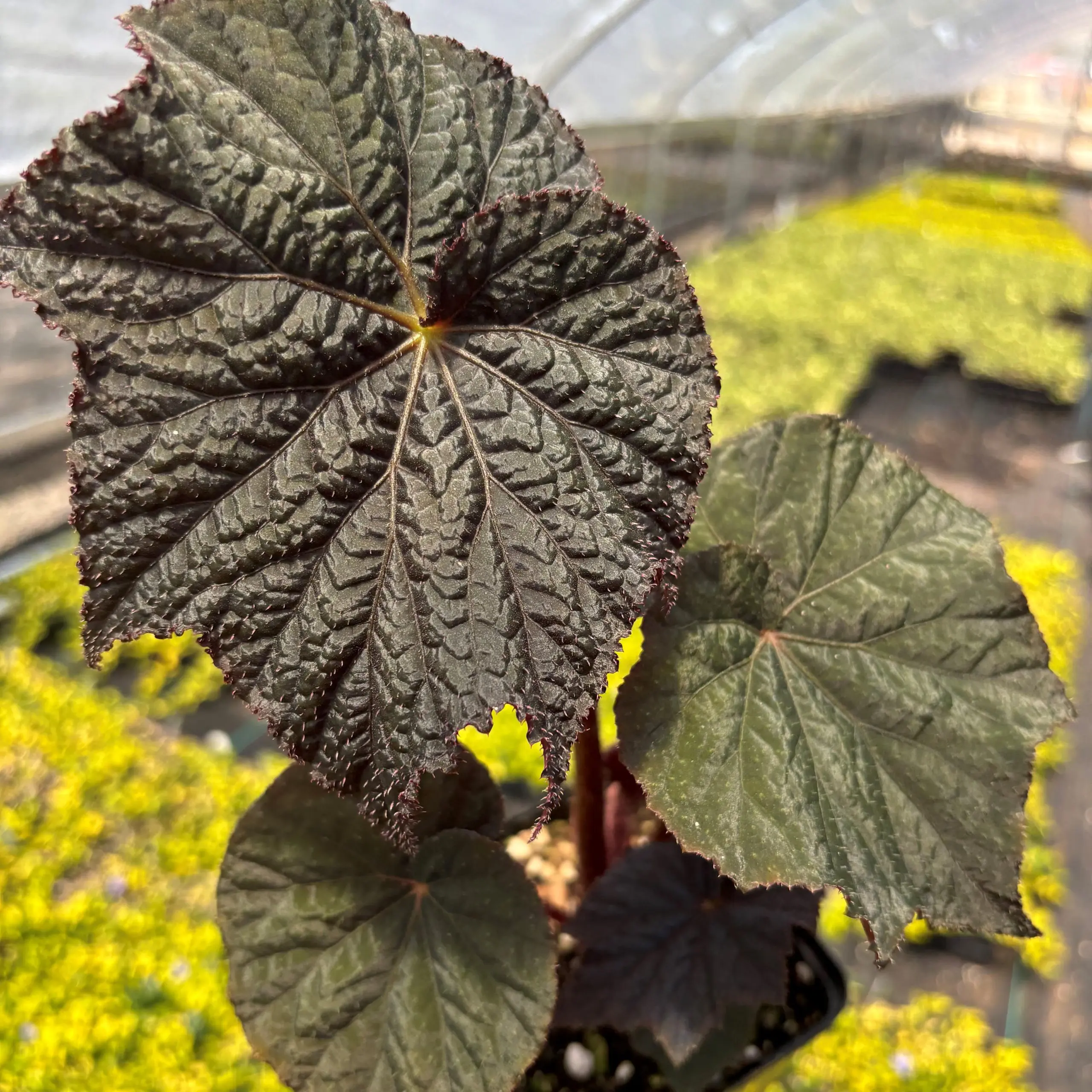 Begonia Lunar Lights&trade; Dark Side of the Moon