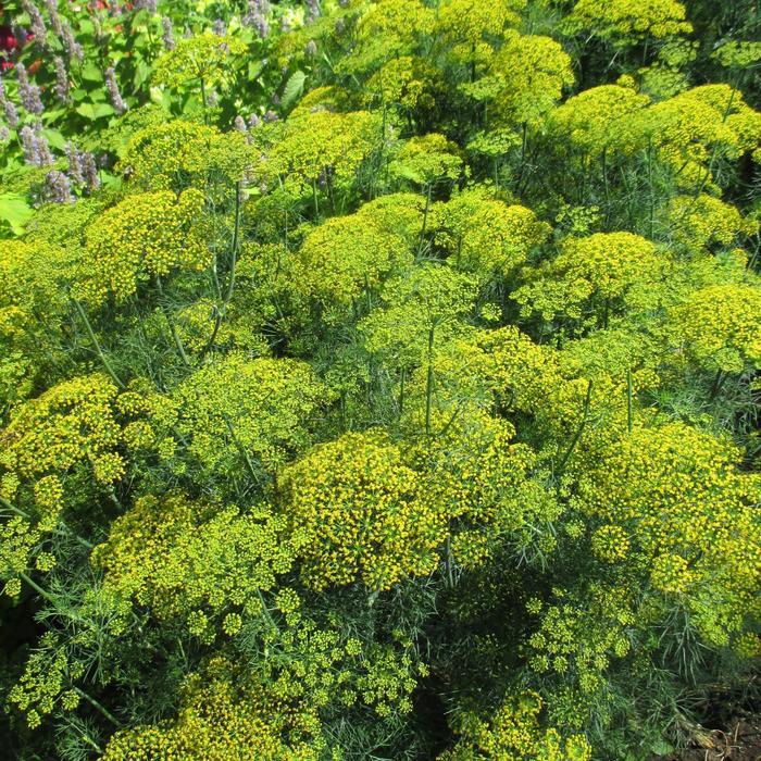 Anethum graveolens Fernleaf