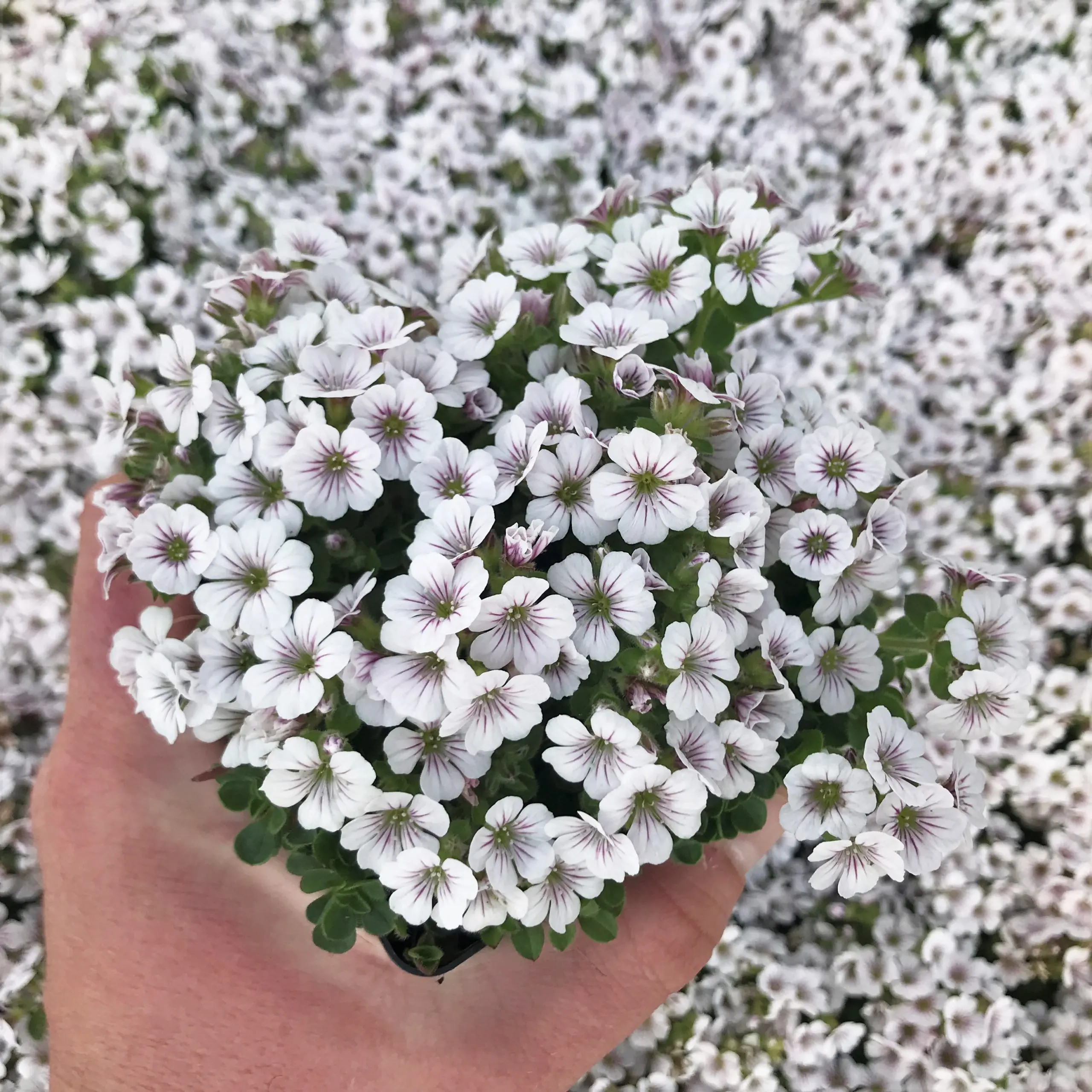Gypsophila cerastioides 