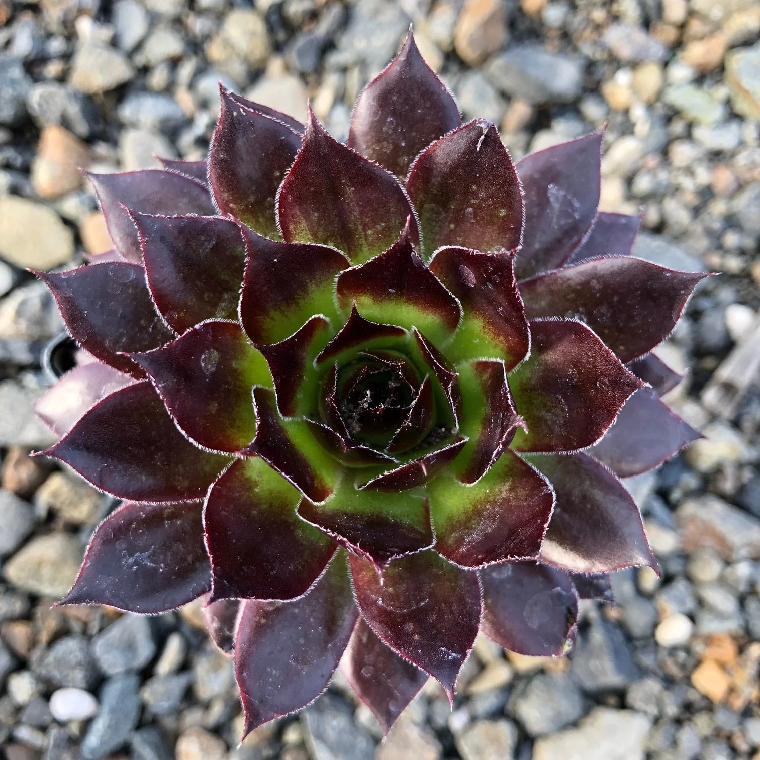 Sempervivum Black