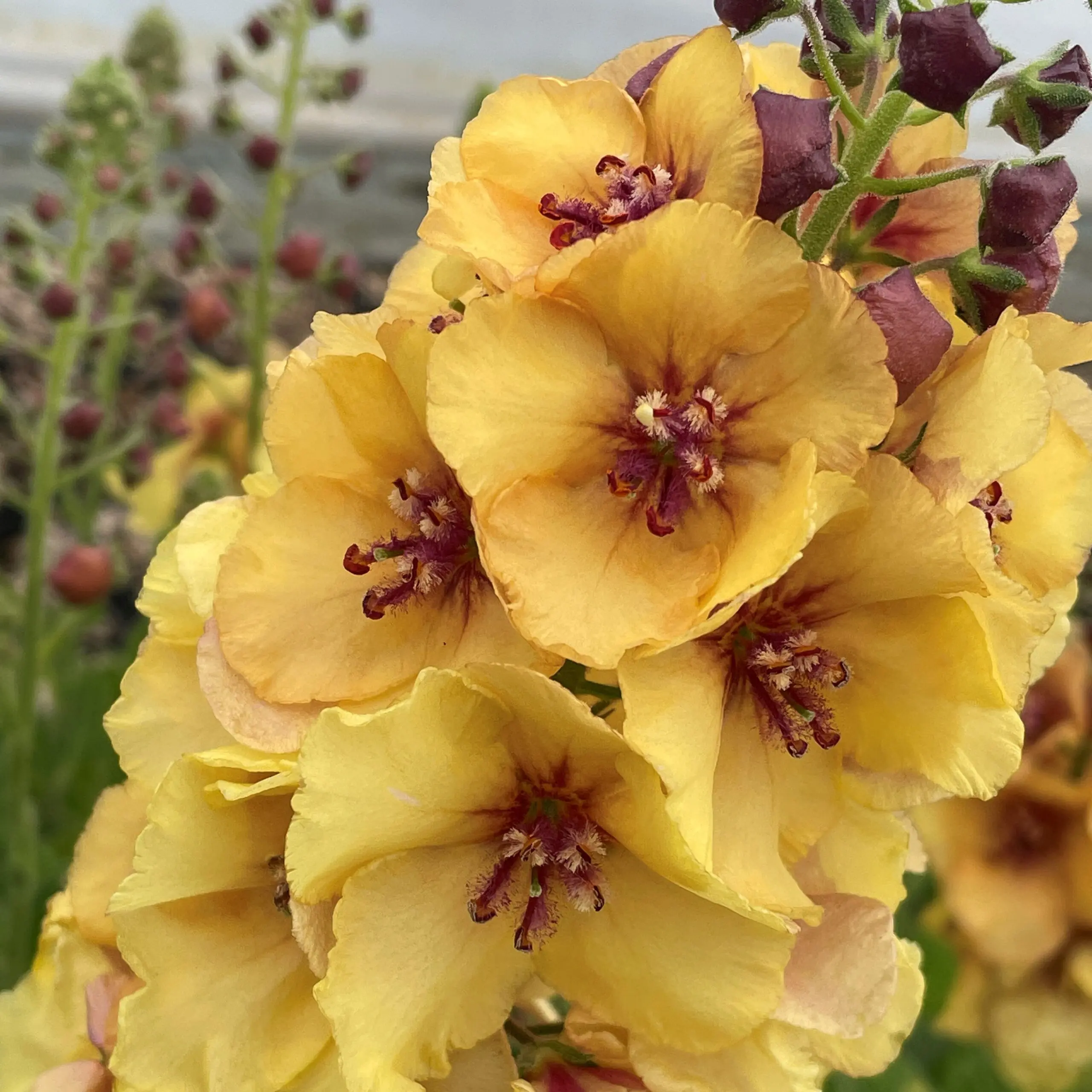 Verbascum Honey Dijon