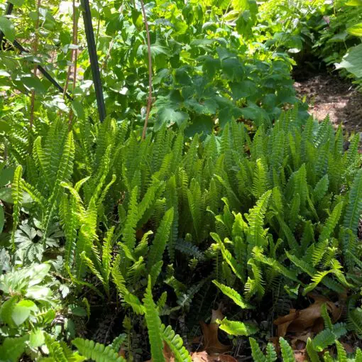 Blechnum penna-marina .