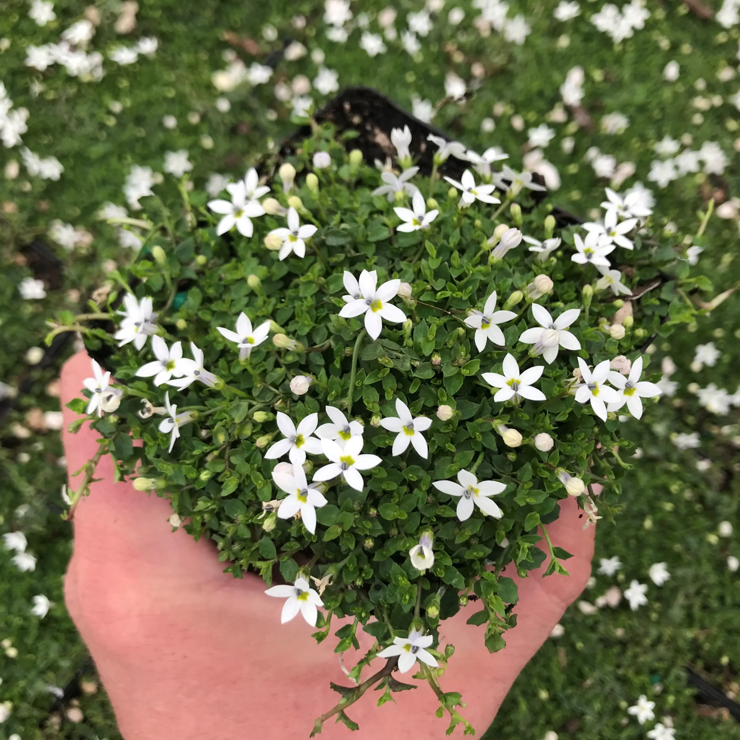 Pratia pedunculata Alba