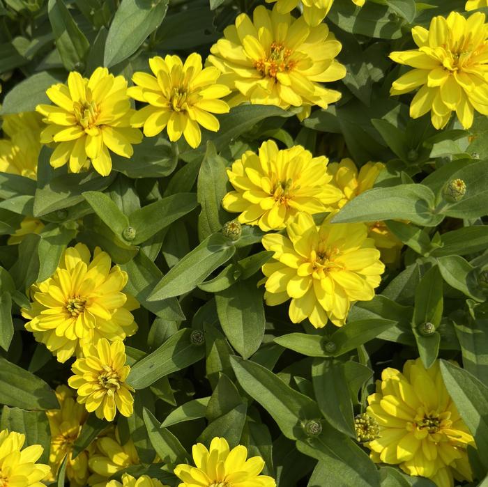 Zinnia Profusion Double Yellow