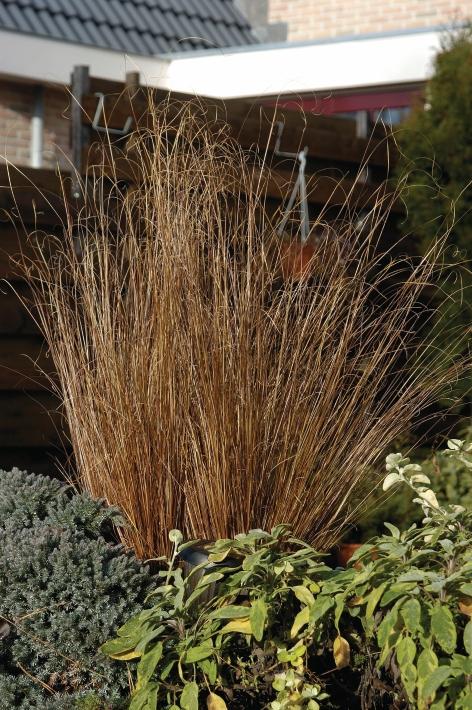 Carex buchananii ColorGrass&reg; Red Rooster