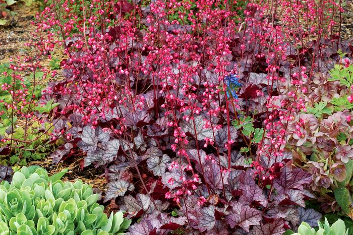 Heuchera Glitter