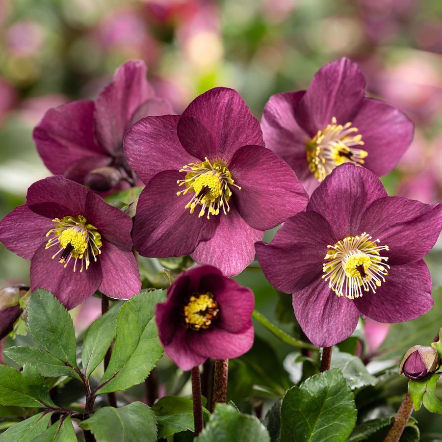 Helleborus lemperii HGC&reg; Winter Bellet&reg; Karli